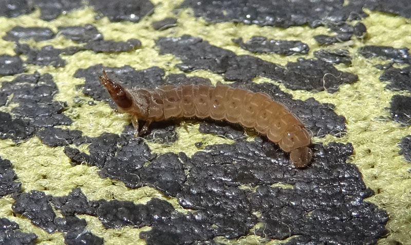 larva di........ Cantharidae